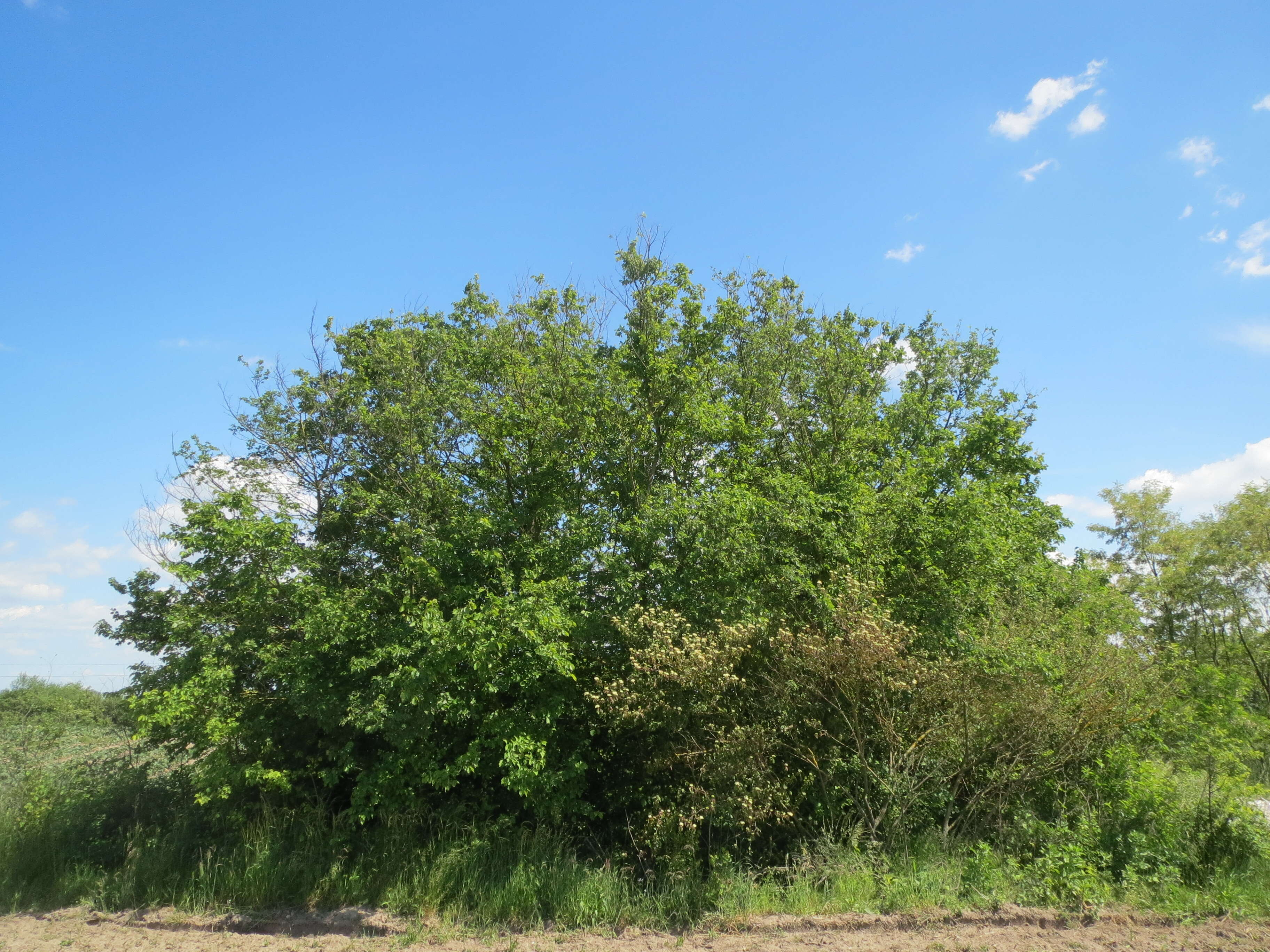 Image of Small-leaved Elm