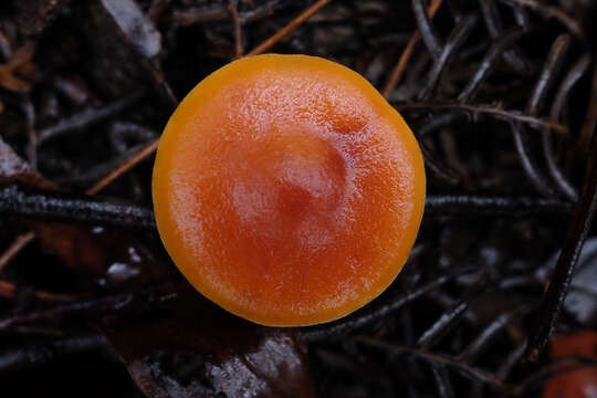 Sivun Gymnopilus allantopus (Berk.) Pegler 1965 kuva