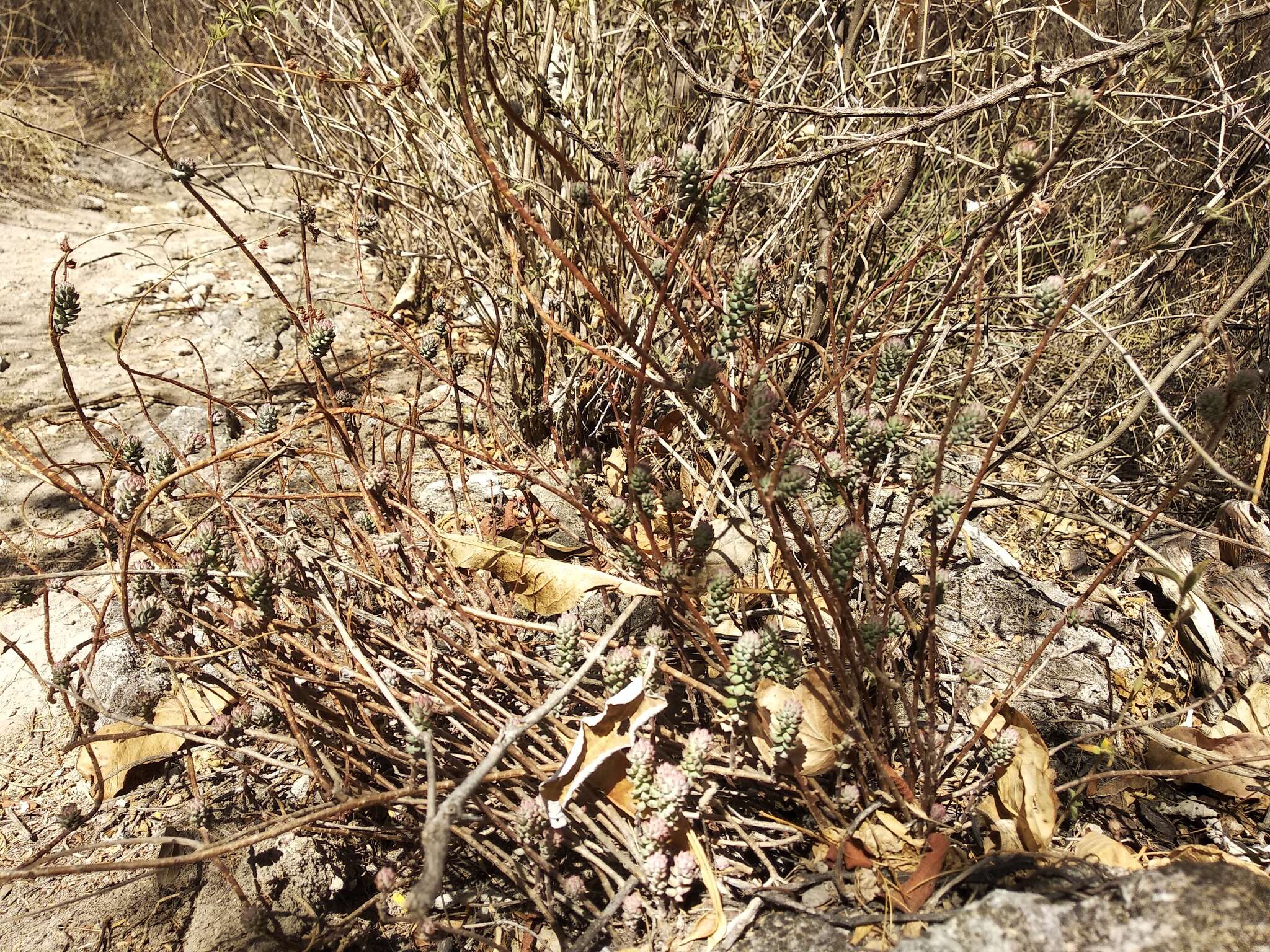 Image of Villadia albiflora (Hemsl.) Rose