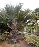 Image of Red latan palm