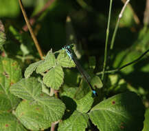 Imagem de <i>Ischnura <i>elegans</i></i> elegans