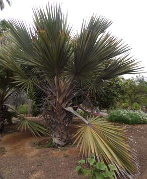 Image de Latanier de la Réunion