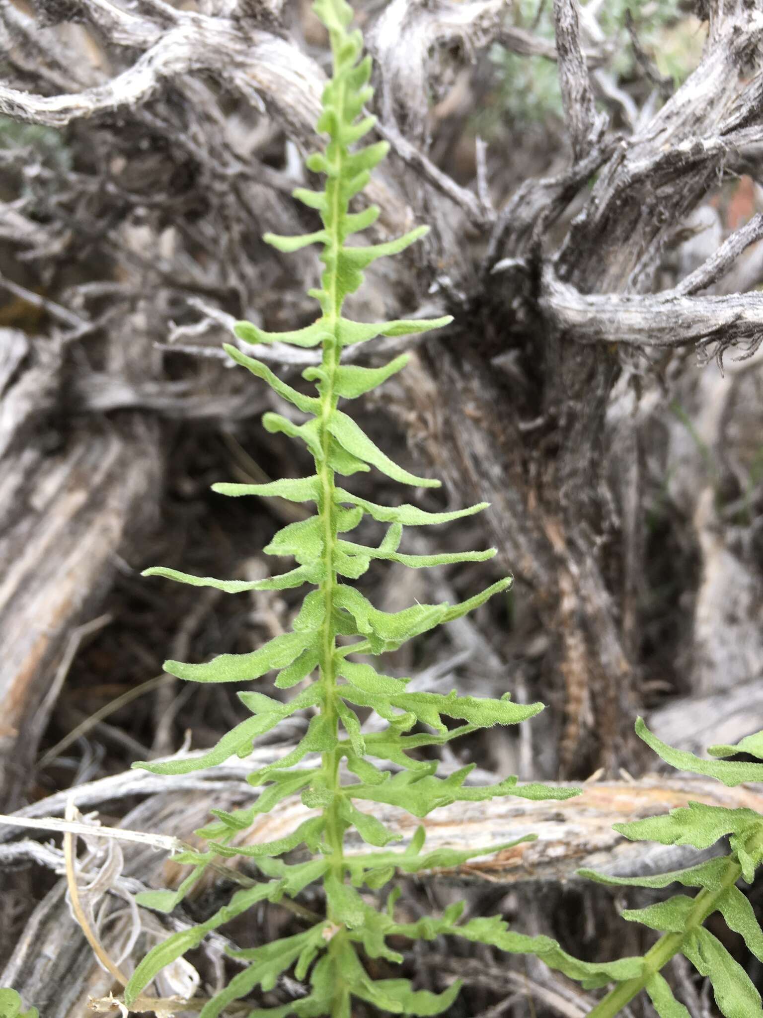 Image of Hooker's balsamroot