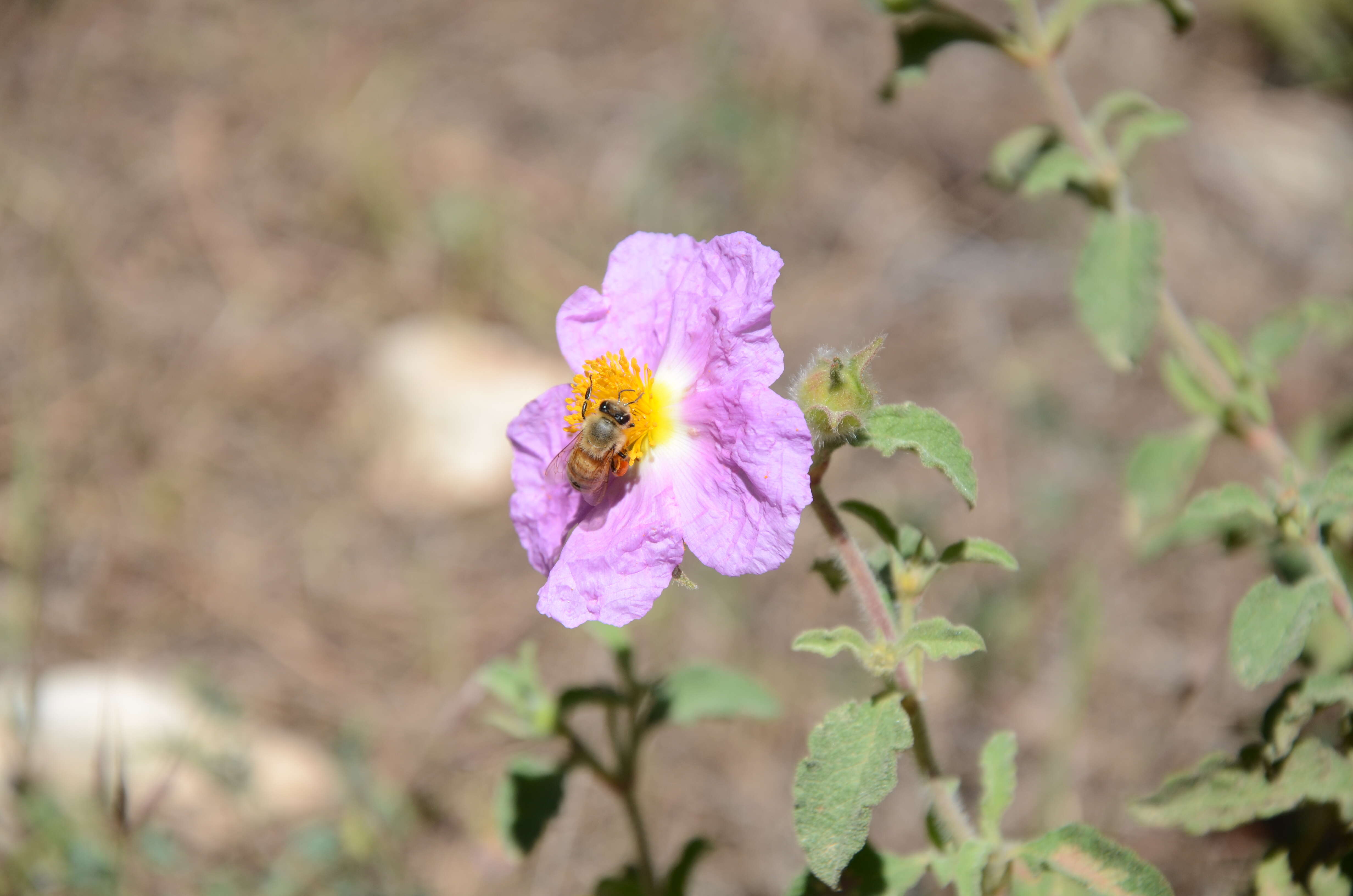 Image of Cistus creticus L.