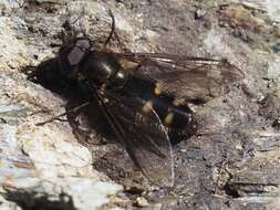 Image of Melangyna quadrimaculata (Verrall 1873)