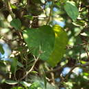 صورة Marsdenia coulteri Hemsl.