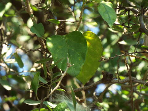 صورة Marsdenia coulteri Hemsl.