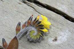 Image of Myosotis australis R. Br.