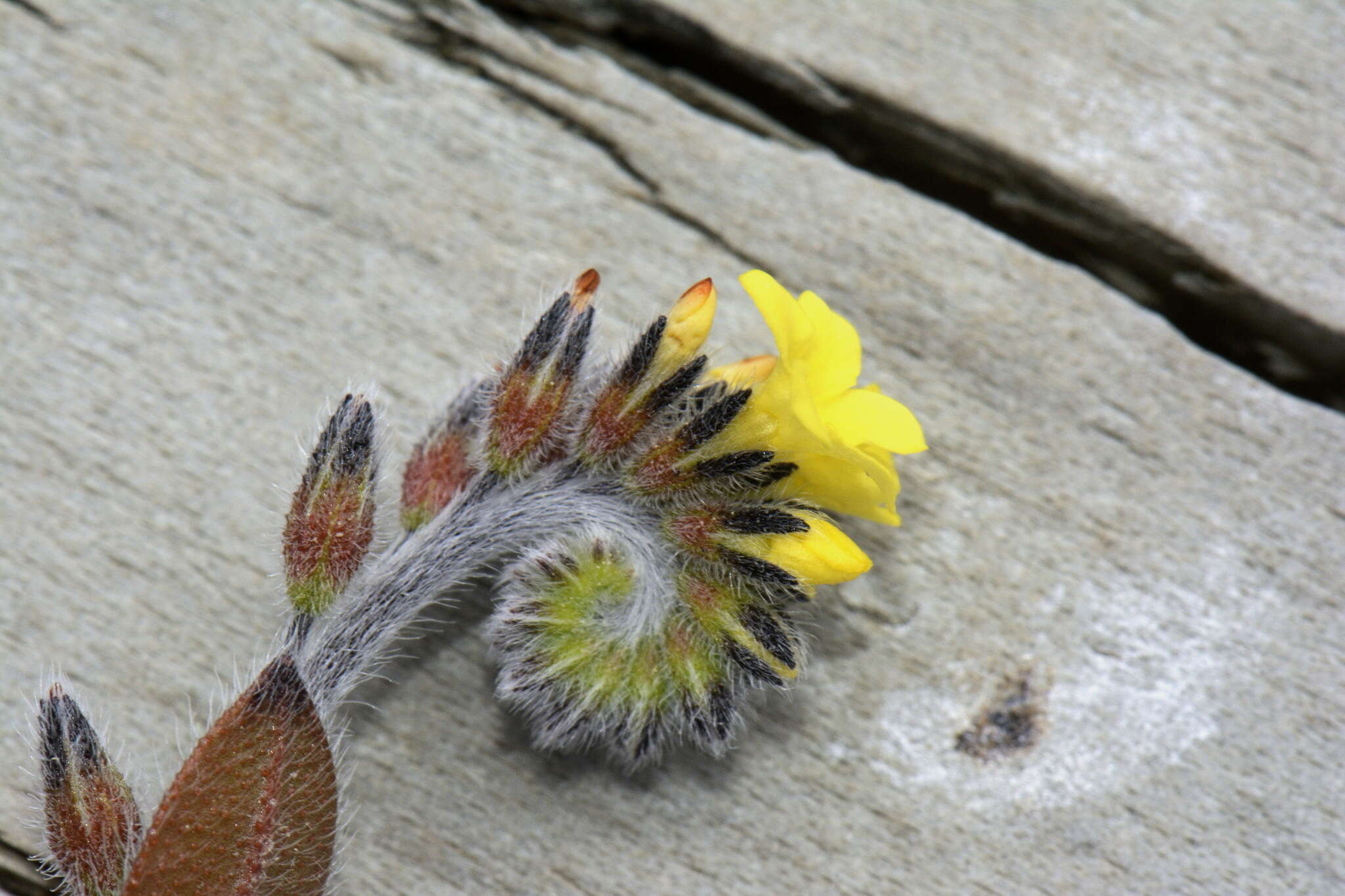 Image of Myosotis australis R. Br.