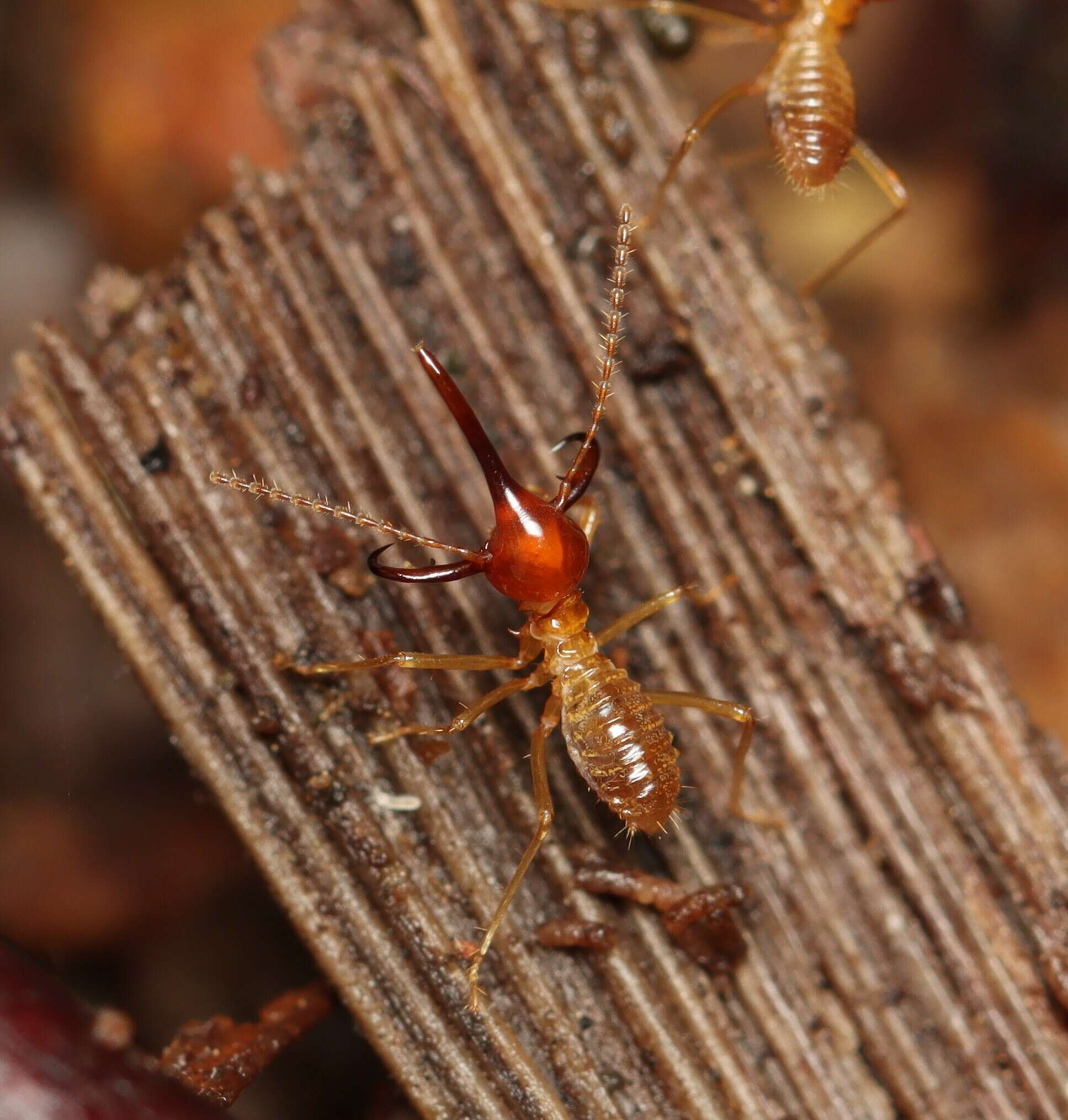 Image of Rhynchotermes perarmatus (Snyder 1925)