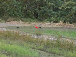 Image of Scarlet Ibis