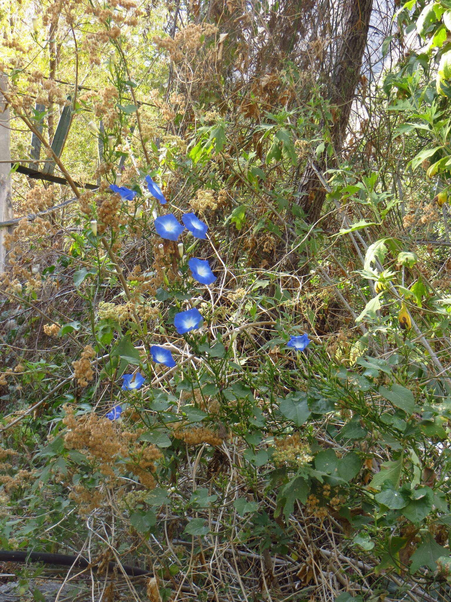 Image of Ololiuqui or Mexican Morning Glory