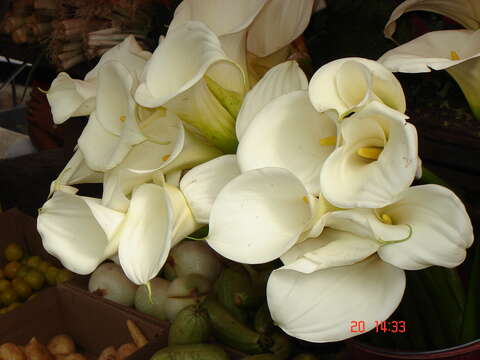 Image of Arum lily