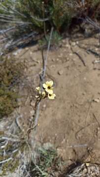 Image of Sisyrinchium arenarium Poepp.