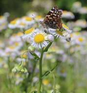 Image of Philadelphia fleabane