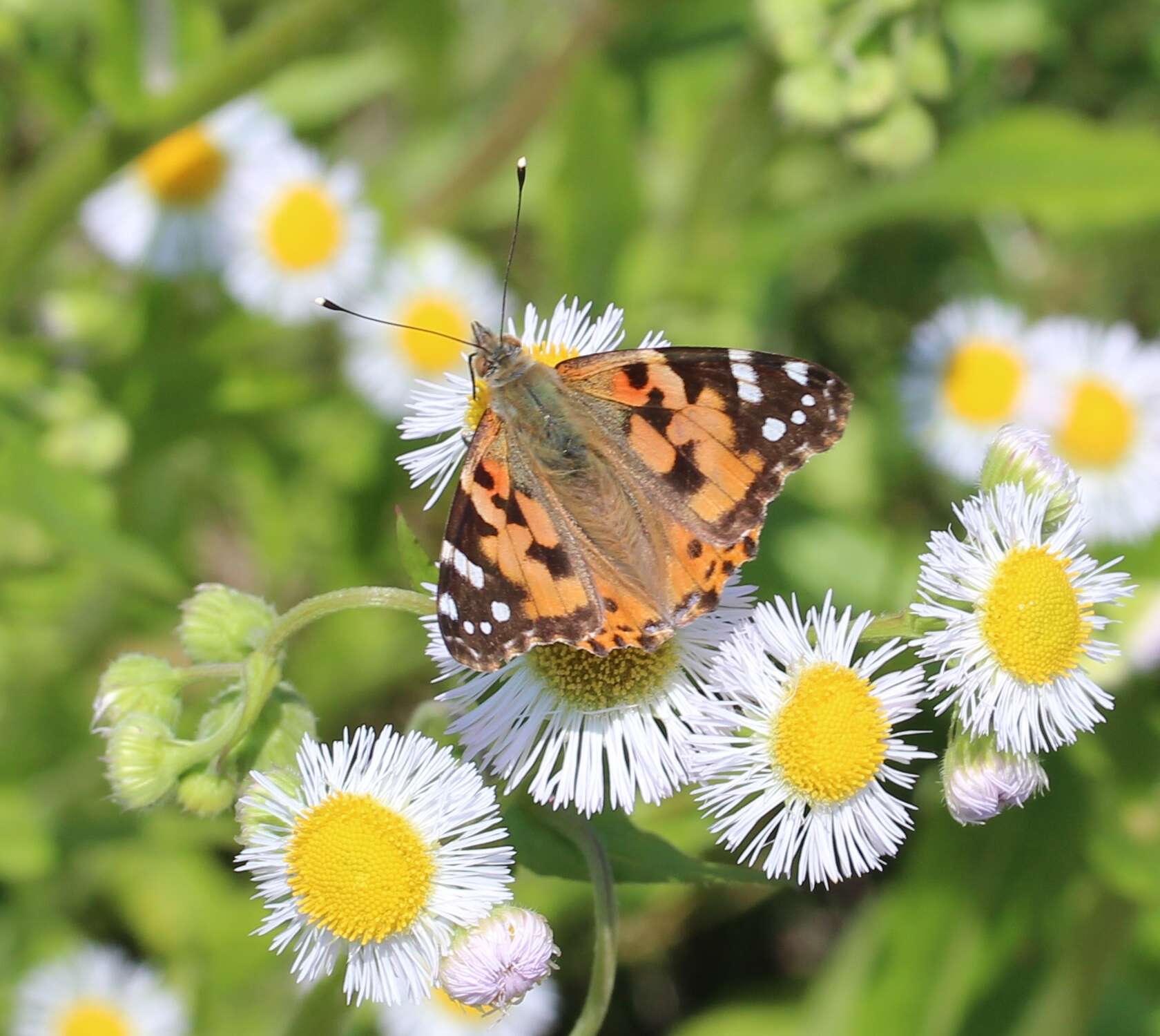 Image of Philadelphia fleabane