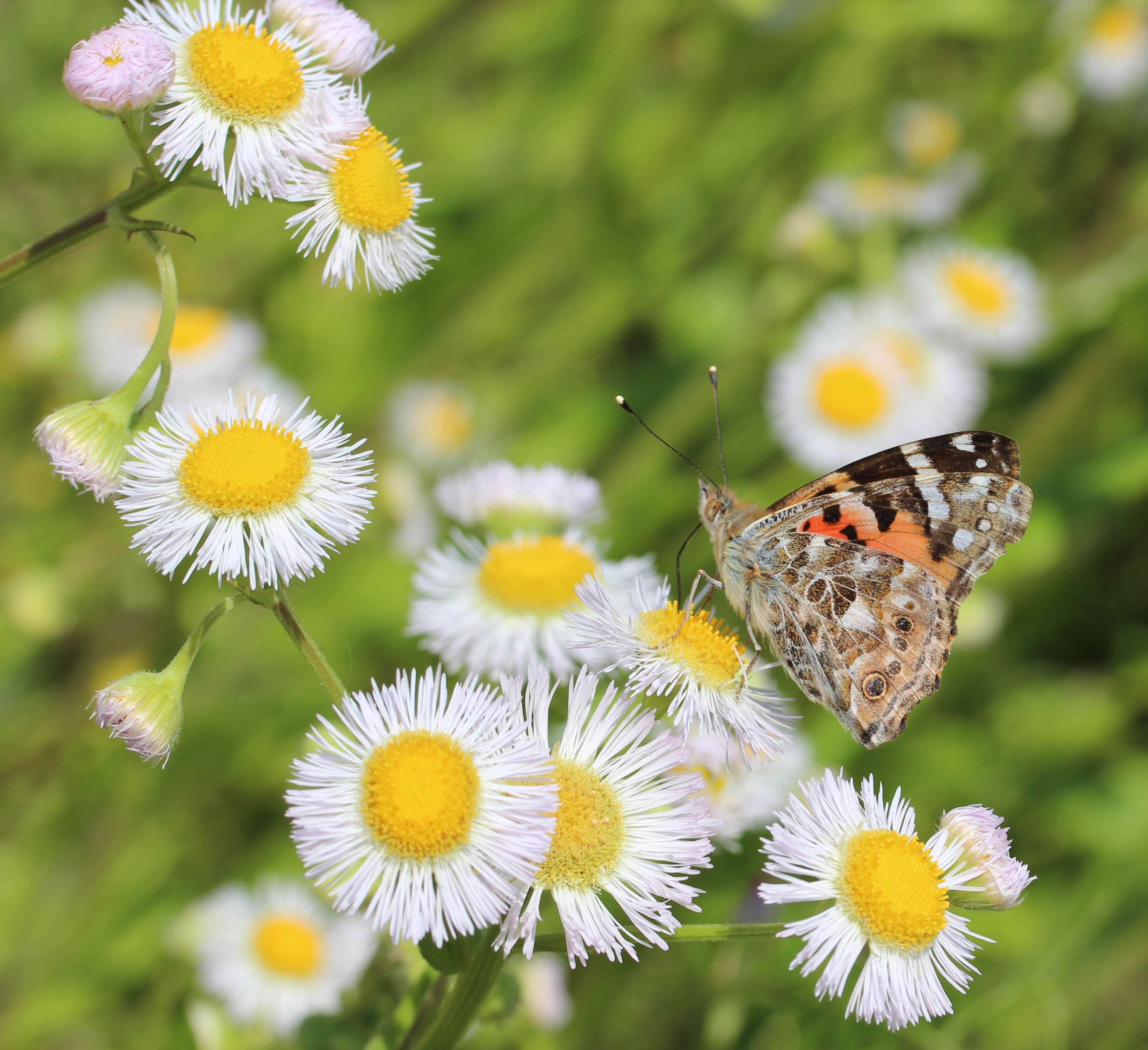 Image of Philadelphia fleabane