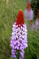 Image of Primula vialii Delavay ex Franch.