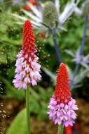 Image of Primula vialii Delavay ex Franch.