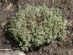 صورة Thymus citriodorus (Pers.) Schreb.