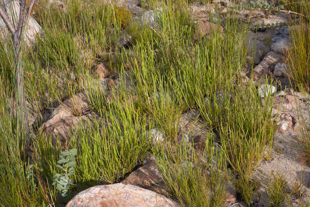 Image of Protea scorzonerifolia (Salisb. ex Knight) Rycroft