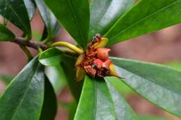 Image of Ternstroemia lineata DC.