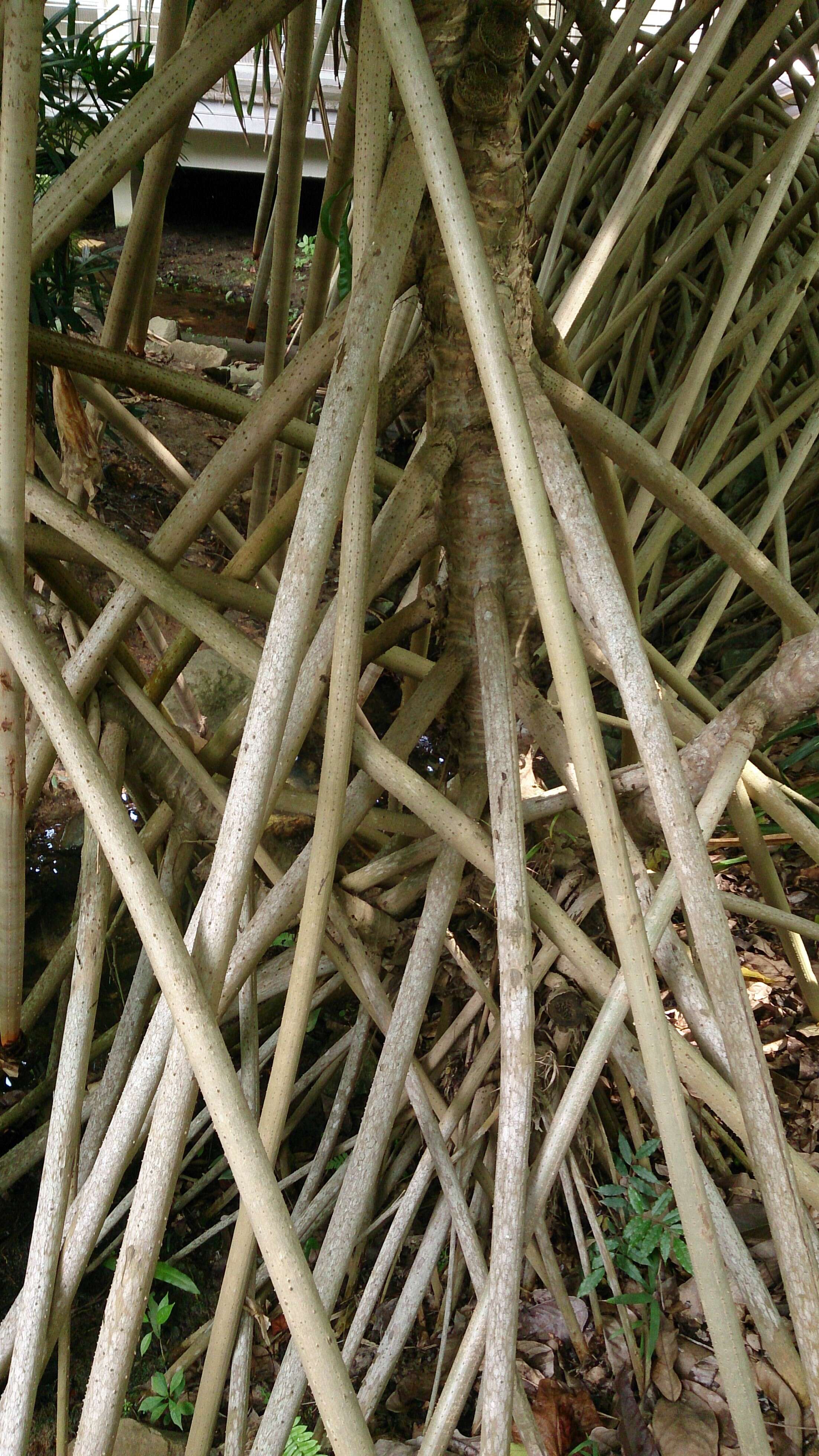 Image of Tahitian screwpine