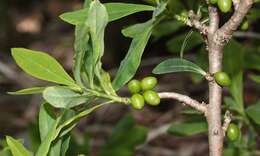 Image of Daphne pseudomezereum A. Gray