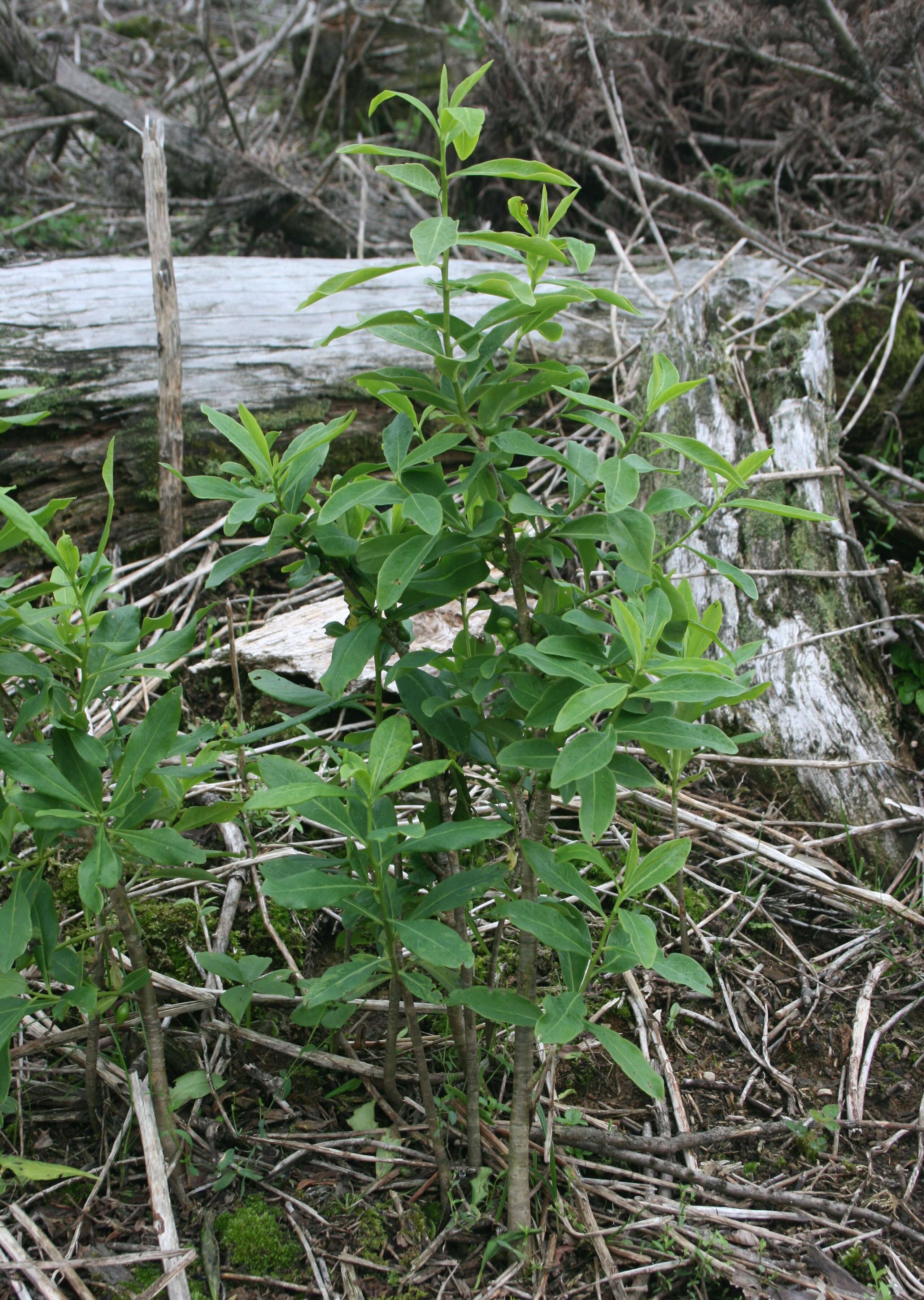 Image of Daphne pseudomezereum A. Gray