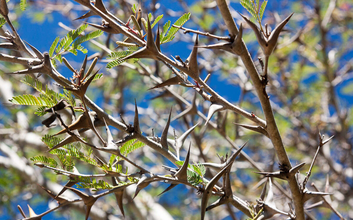 Image of bull horn acacia