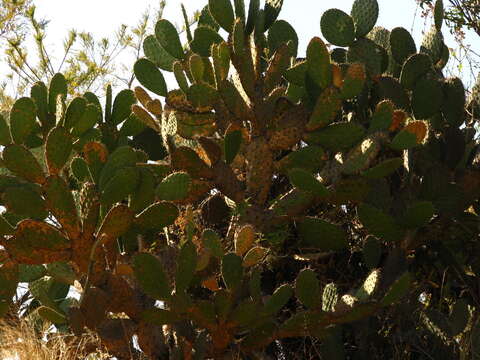 Image of Velvety tree pear