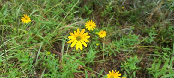 Image of Florida Sunflower