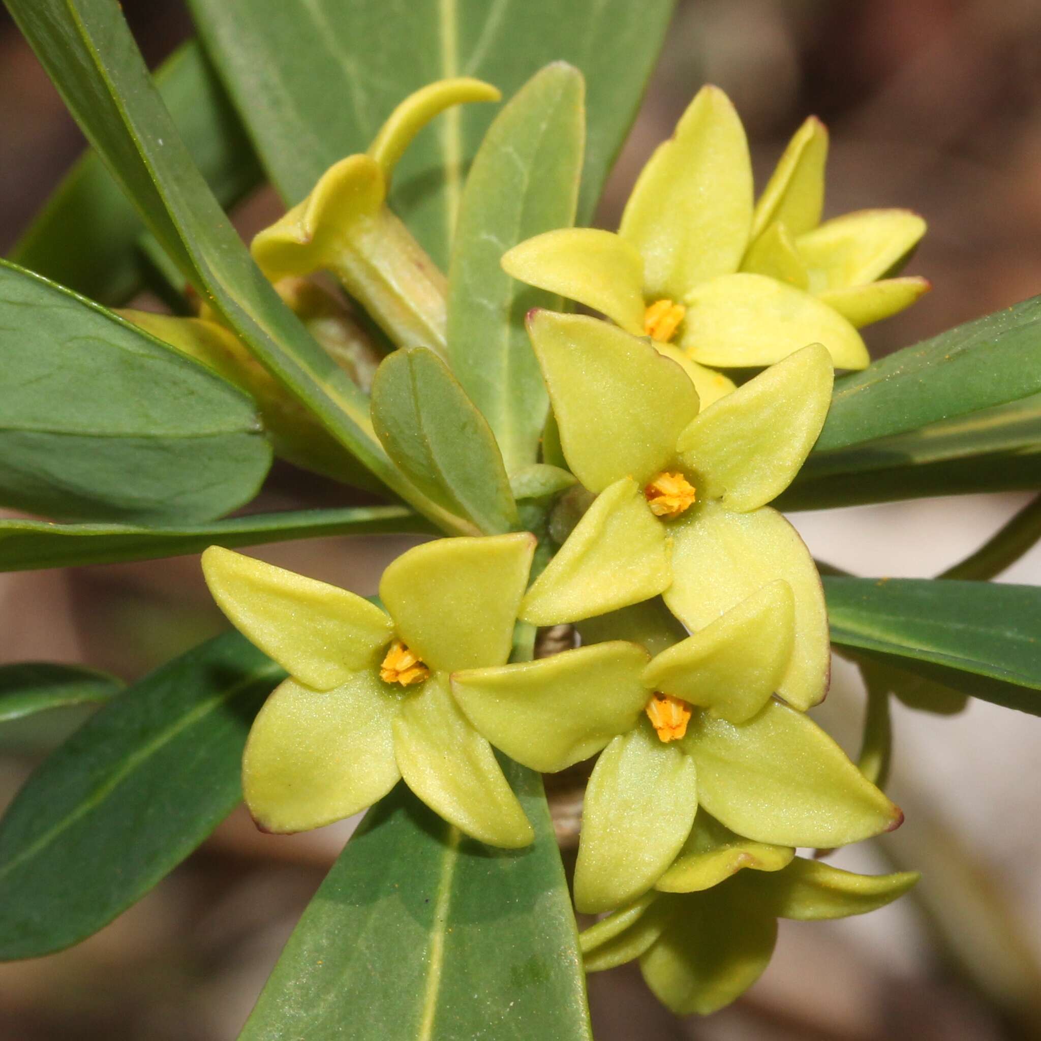 Image of Daphne pseudomezereum A. Gray