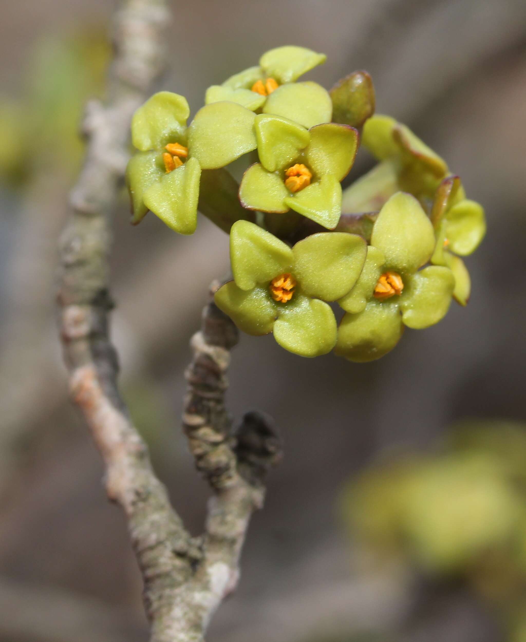 Image of Daphne pseudomezereum A. Gray