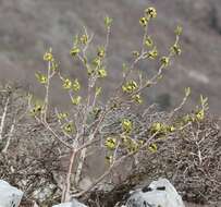 Image of Daphne pseudomezereum A. Gray