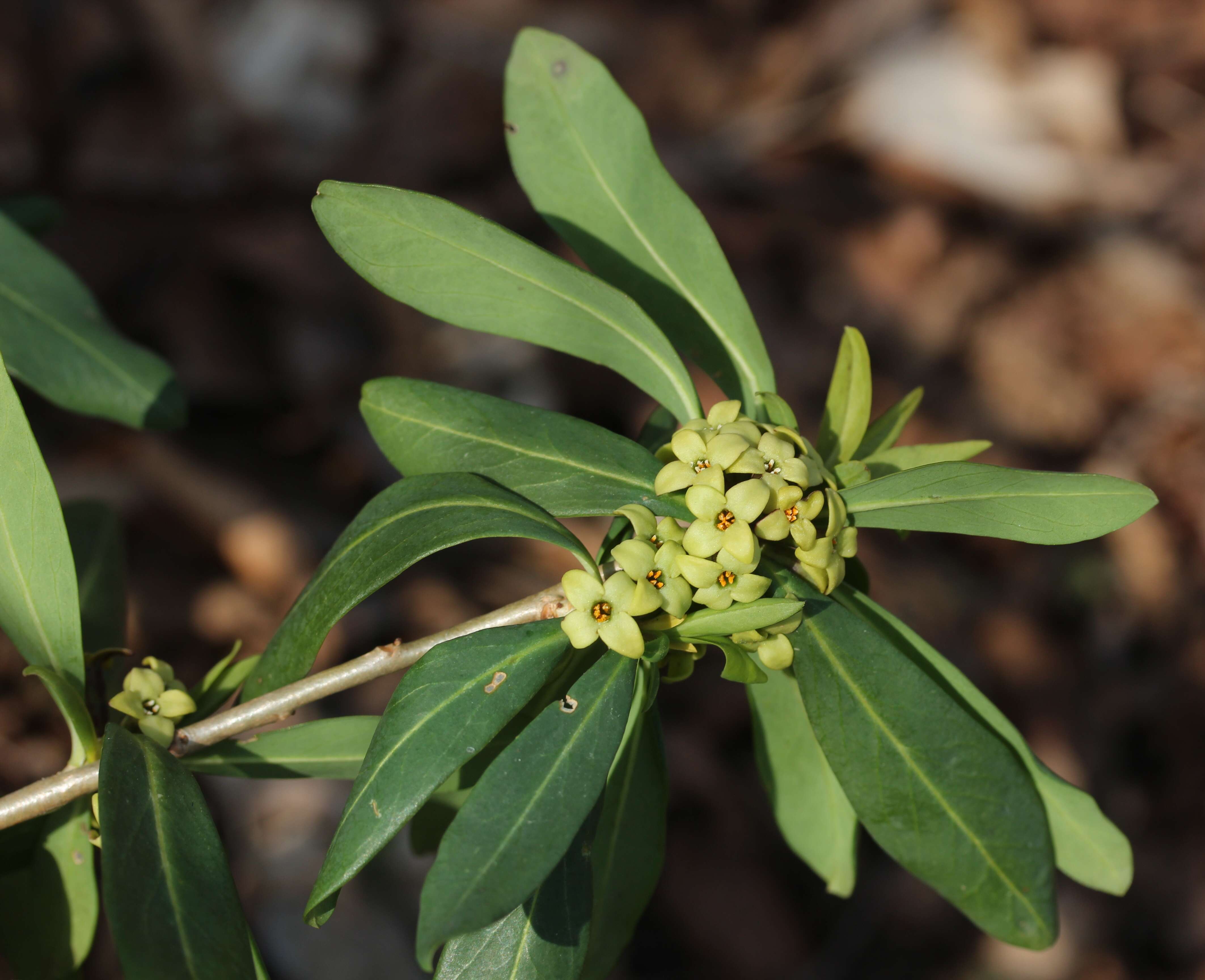 Image of Daphne pseudomezereum A. Gray