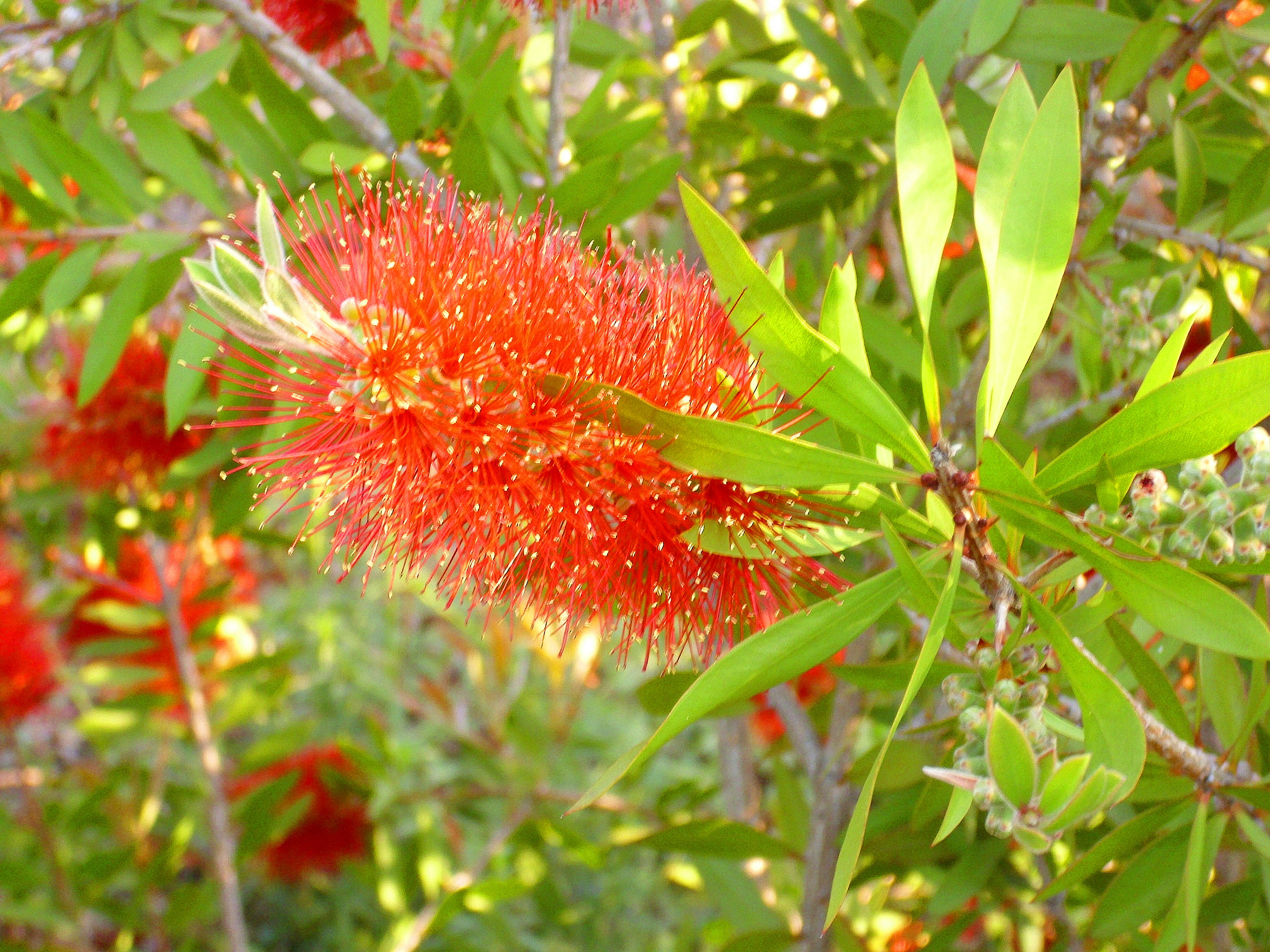 صورة Callistemon citrinus (Curtis) Skeels