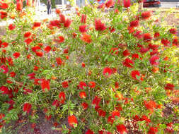 صورة Callistemon citrinus (Curtis) Skeels