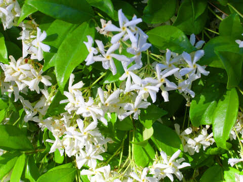 Image of Star-jasmine or Confederate-jasmine