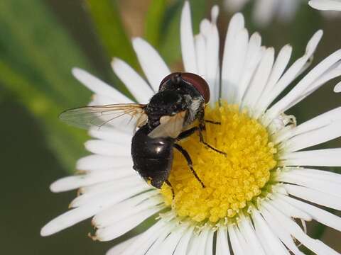 Elomya lateralis (Meigen 1824) resmi