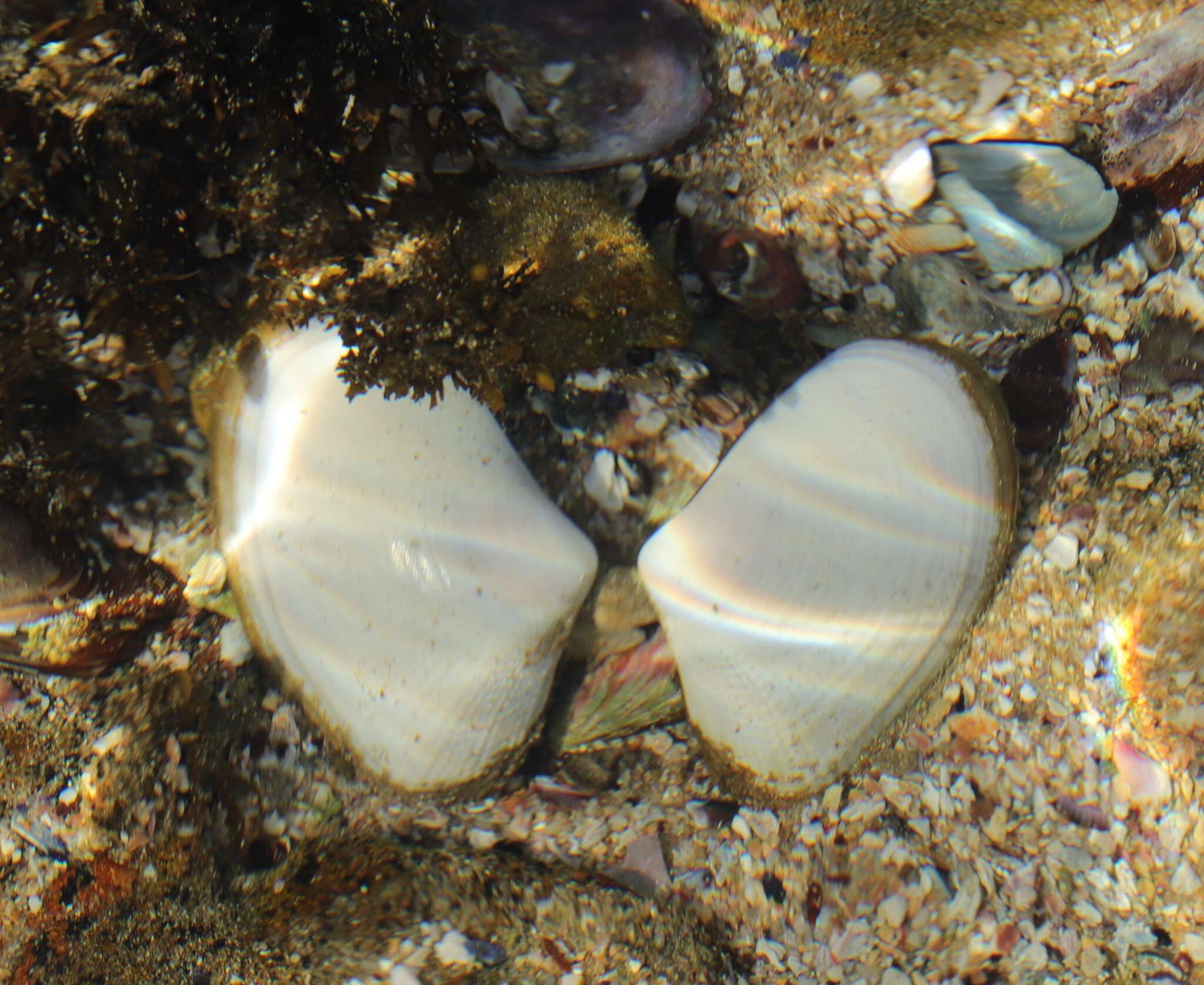 Image of giant South African wedge clam