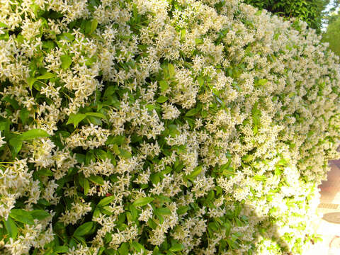 Image of Star-jasmine or Confederate-jasmine