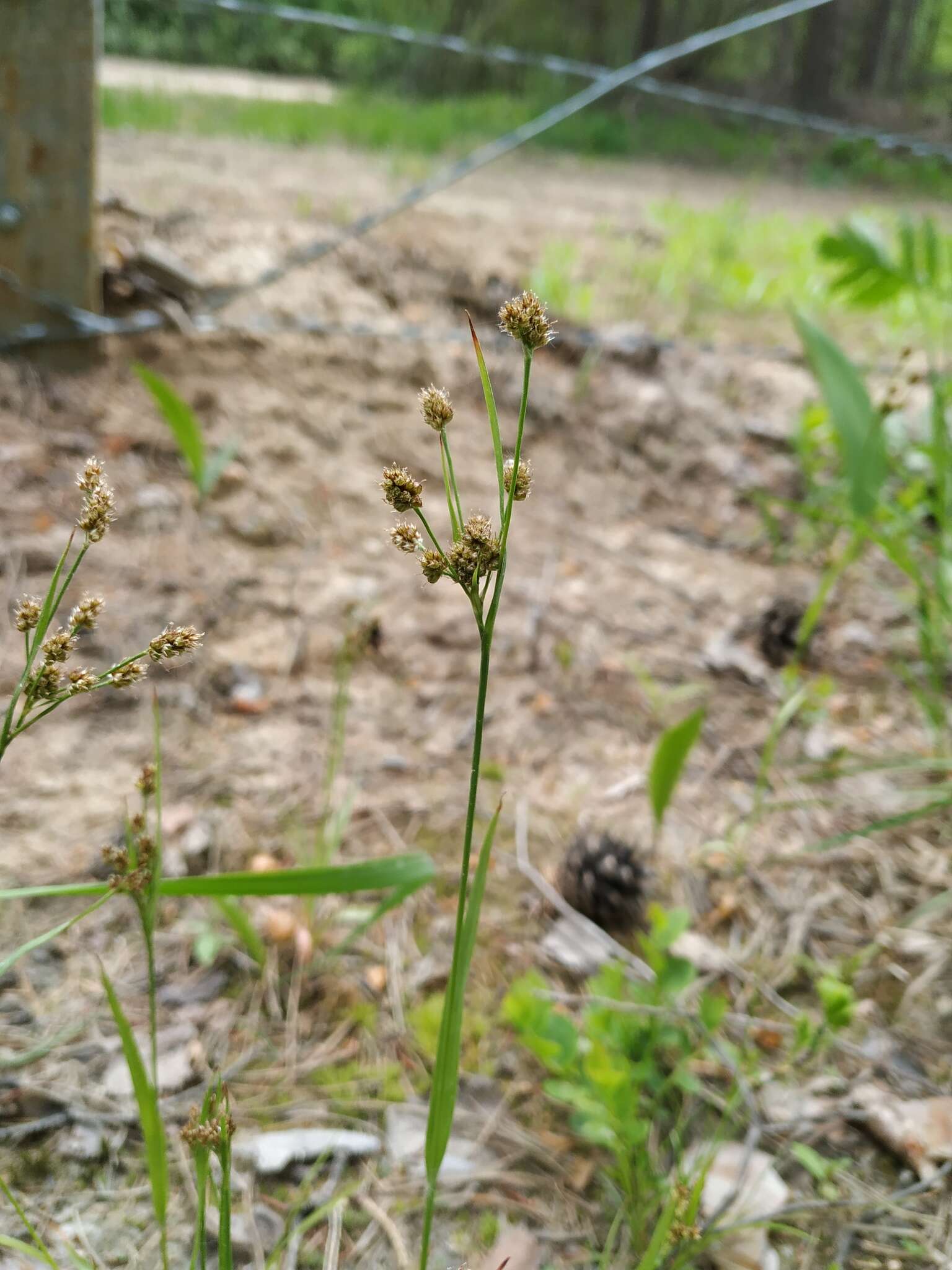 Plancia ëd Luzula pallescens Sw.