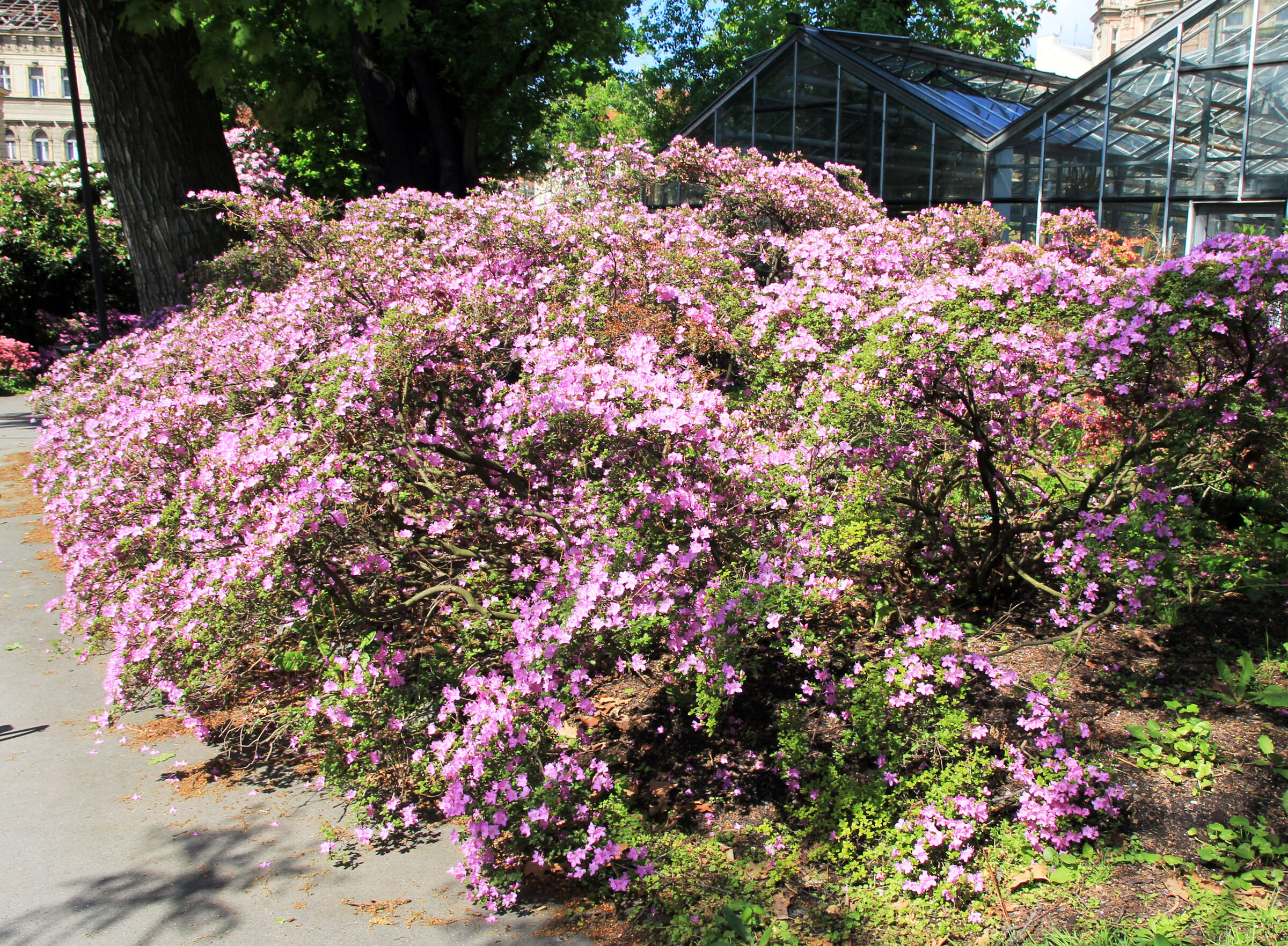 Image de Rhododendron molle (Bl.) G. Don