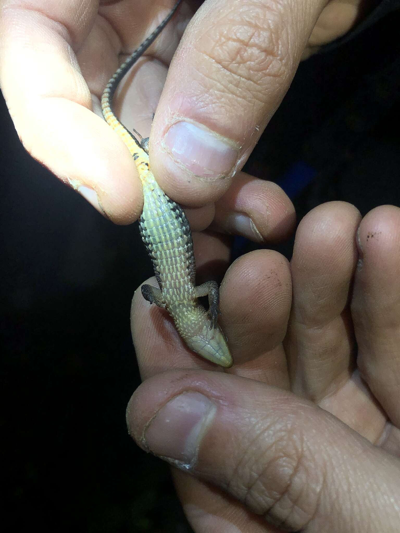 Image of Keel-Bellied Shade Lizard