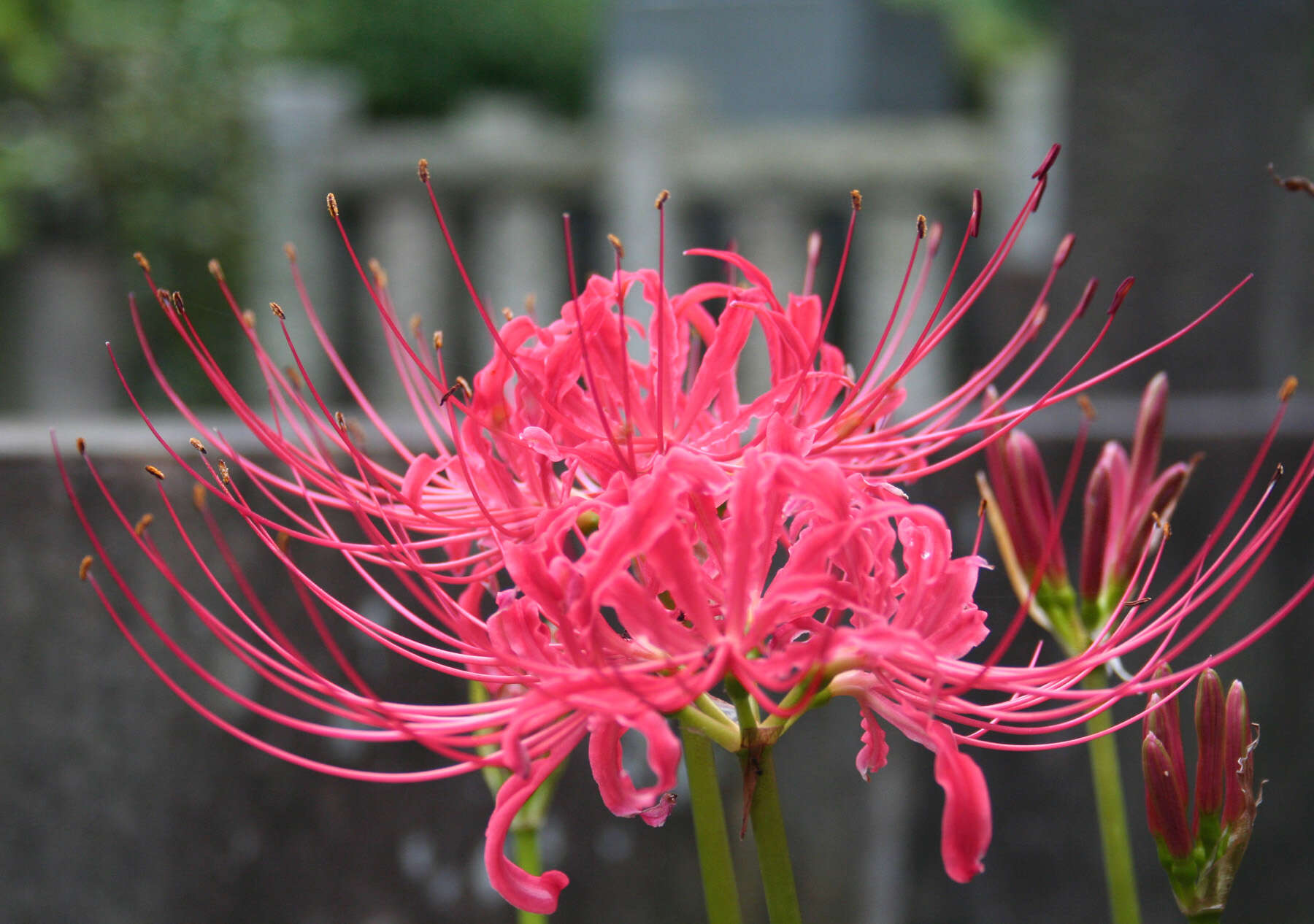 Image of red spider lily