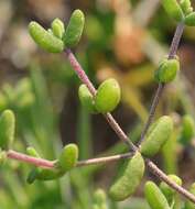 Image of Drosanthemum autumnale L. Bol.