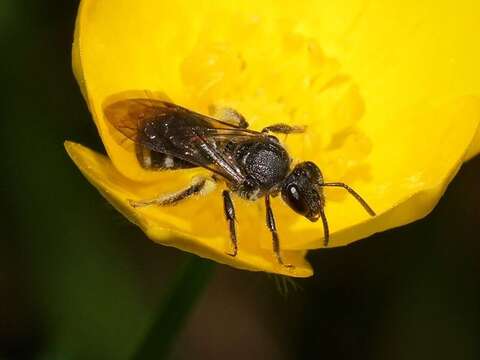 Plancia ëd Lasioglossum gilesi (Cockerell 1905)