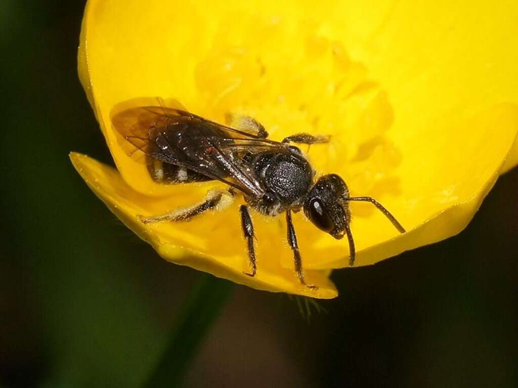 Plancia ëd Lasioglossum gilesi (Cockerell 1905)