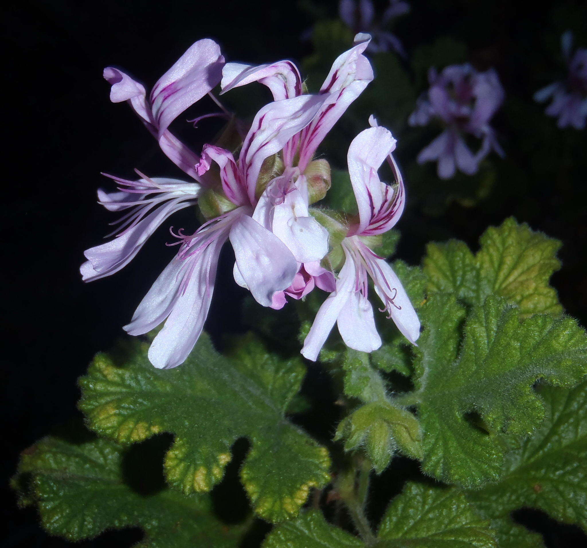 Image of oakleaf garden geranium